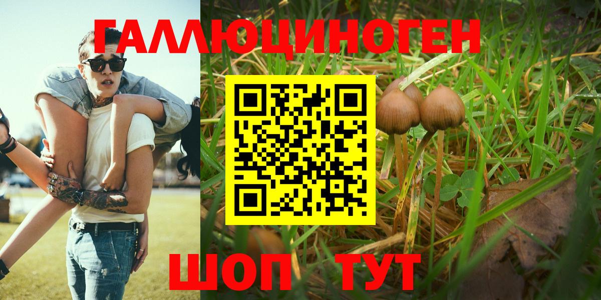 Псилоцибиновые грибы Cubensis Новошахтинск