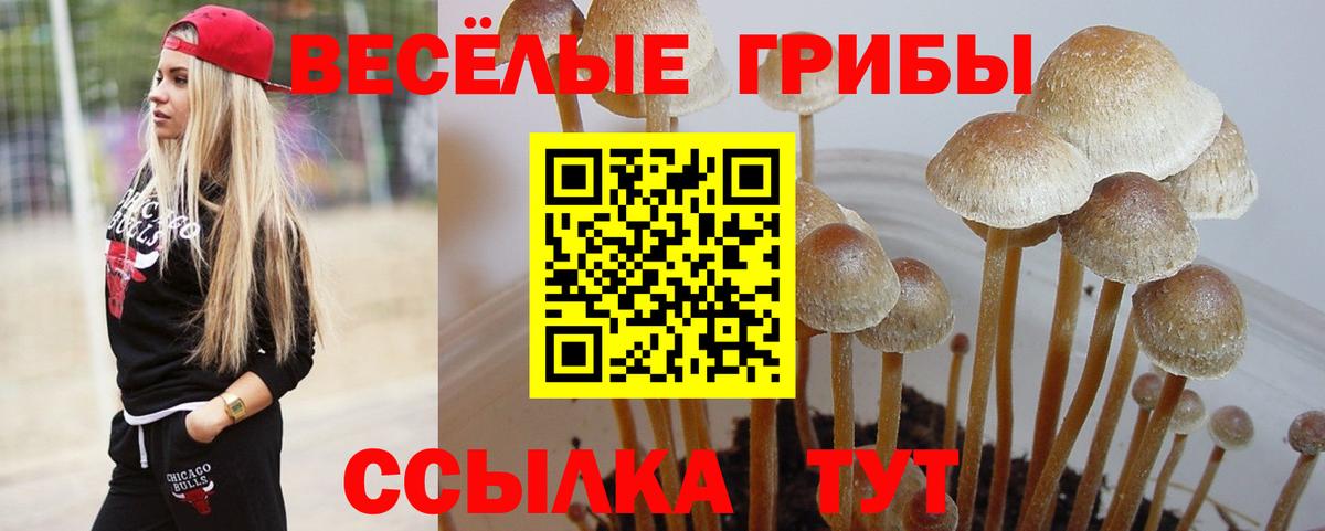 Новошахтинск  Галлюциногенные грибы прущие грибы  Вход с VPN 